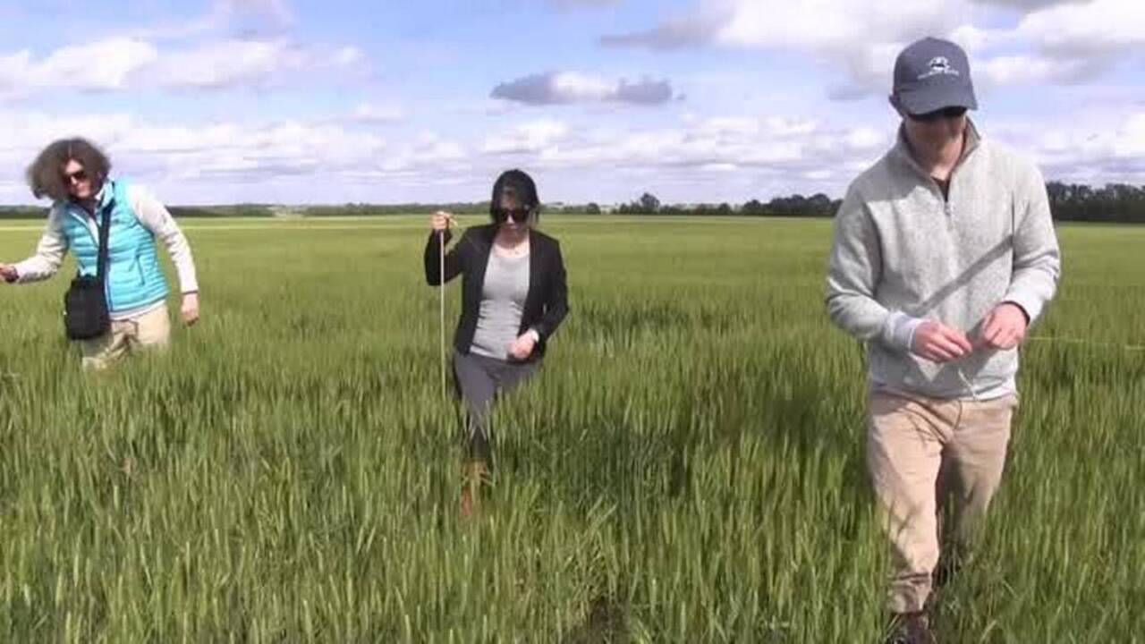 Fate of wheat harvest to remain high-stakes mystery for few weeks