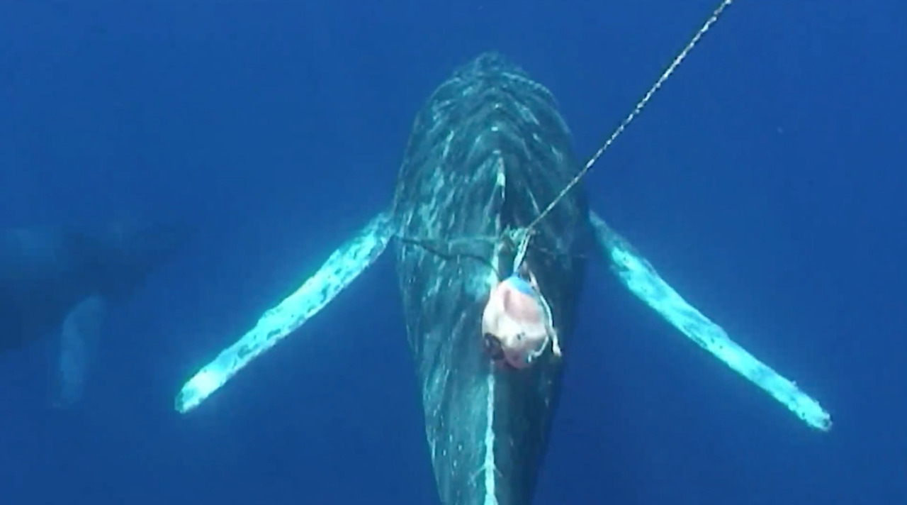 Dramatic footage shows whales rescued from entanglements
