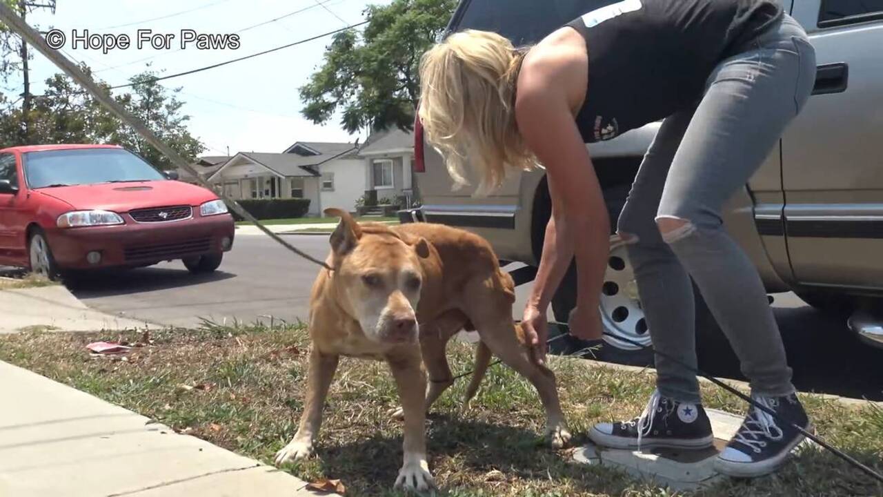 Rescuers discover dog ate rocks to survive on streets