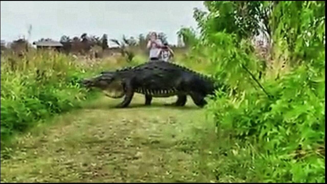 Check out this massive Florida gator