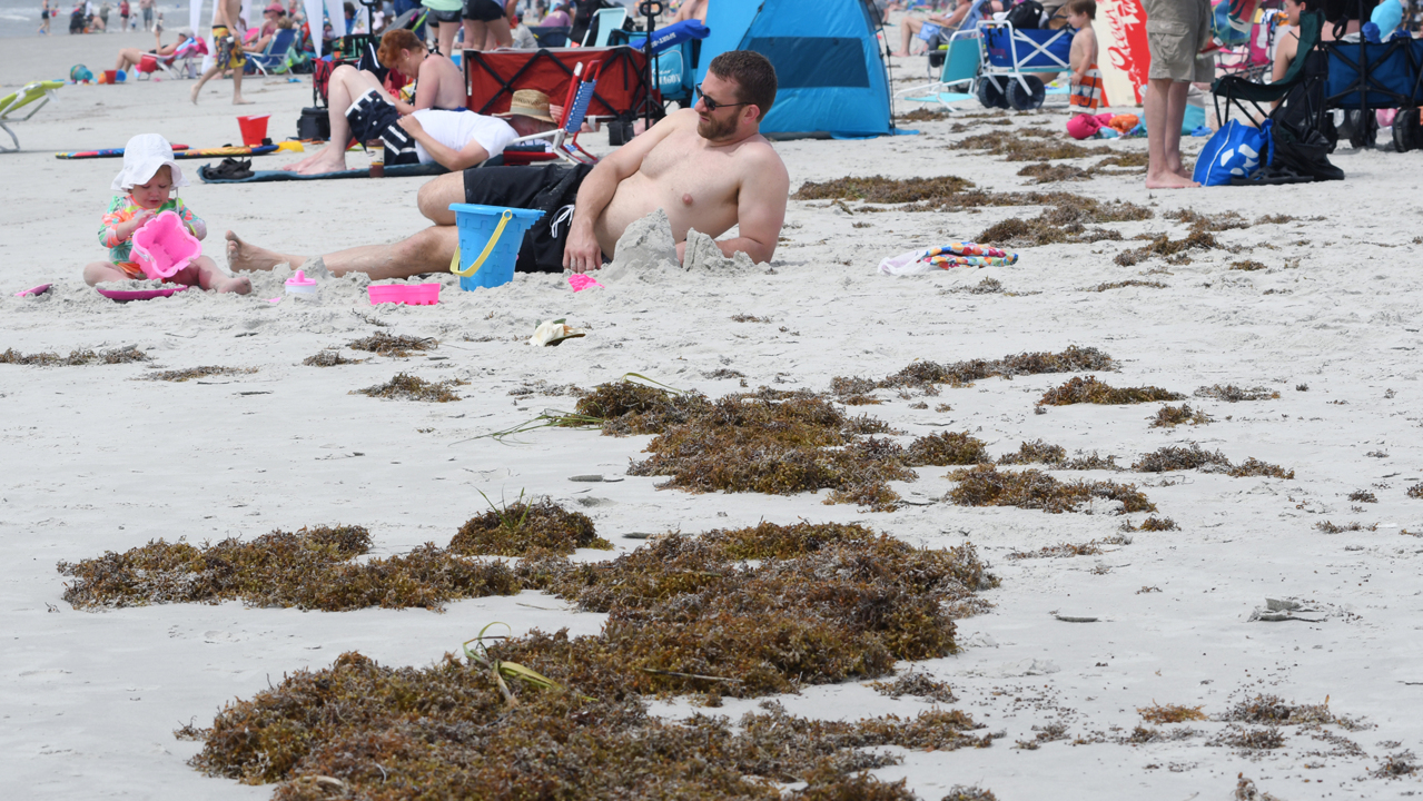 Is that strange seaweed on Hilton Head’s beach dangerous? We found out for you