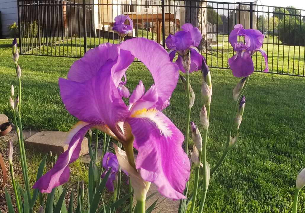 Blooming purple Iris
