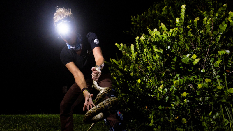 New Florida tourist thrill: Hunt, and maybe catch, a python. ‘No experience necessary’