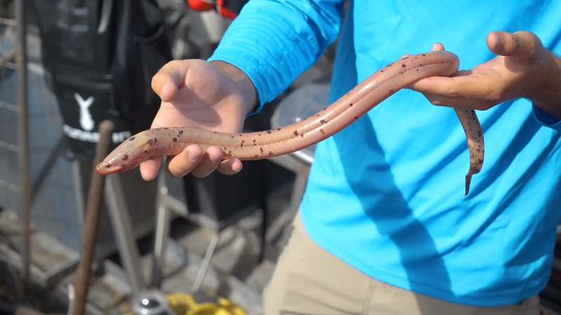 The silent invaders: how the asian swamp eel took over the Florida Everglades