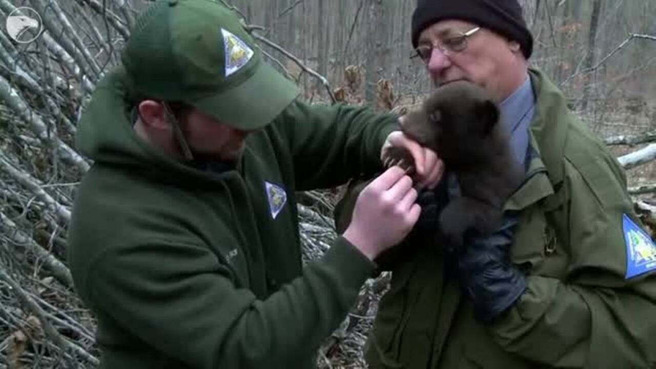Black bears in Kansas