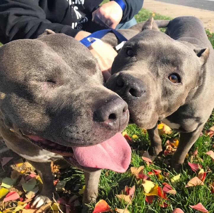 Bonded pups at Bradshaw shelter can’t stop kissing each other