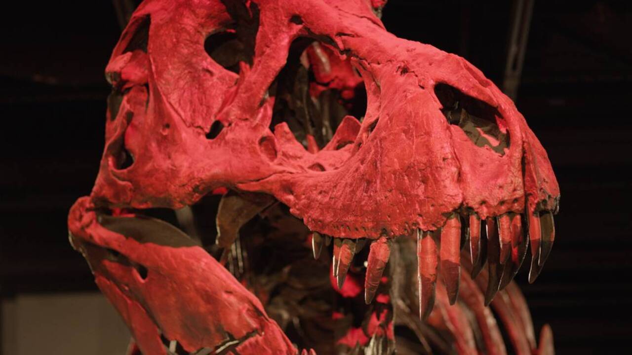 Fossil suggests T. rex got smart first, then huge