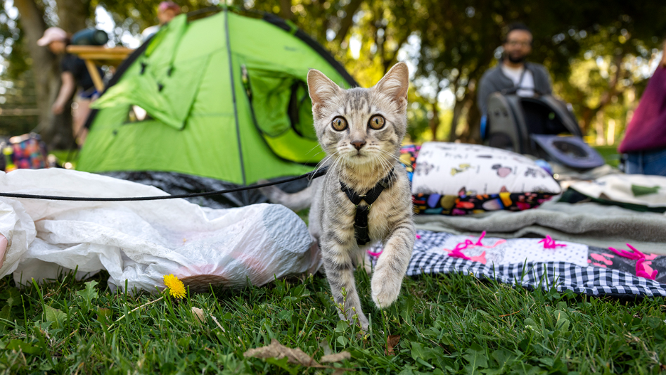 Watch Sacramento feline fanatics at Caturday in Land Park