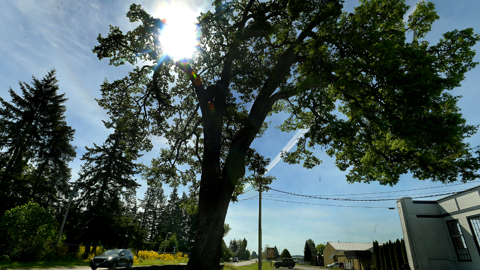 Goodbye, old friend: Beloved oak tree in Tumwater set to be cut down, city says
