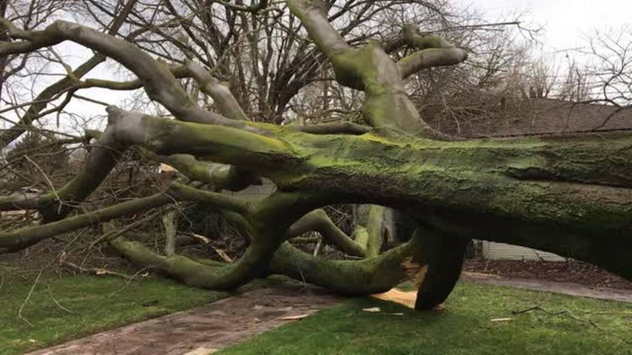 Tree falls on home in college neighborhood