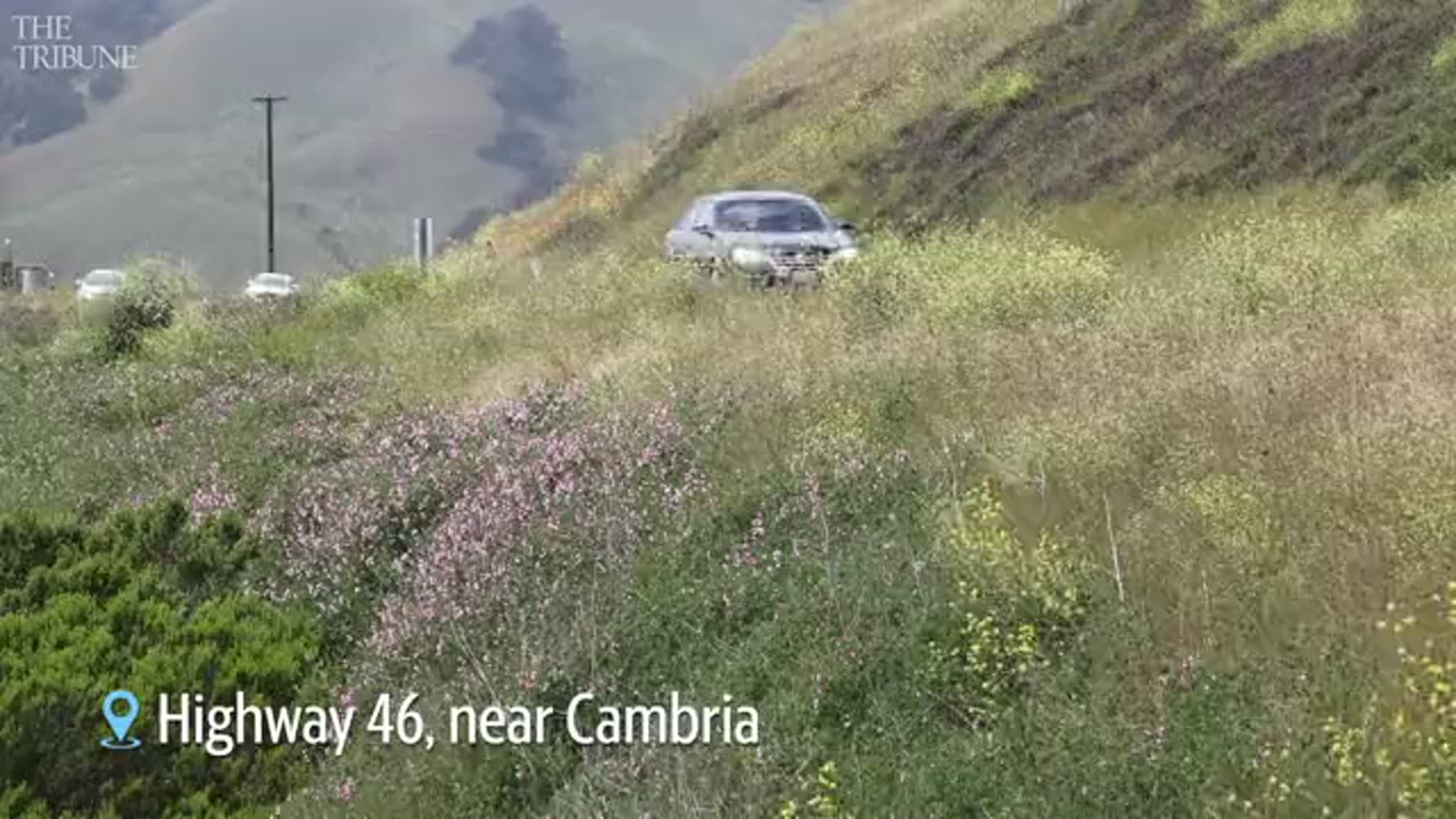 Raw video: See pink sweet peas on hills of Highway 46 near Cambria