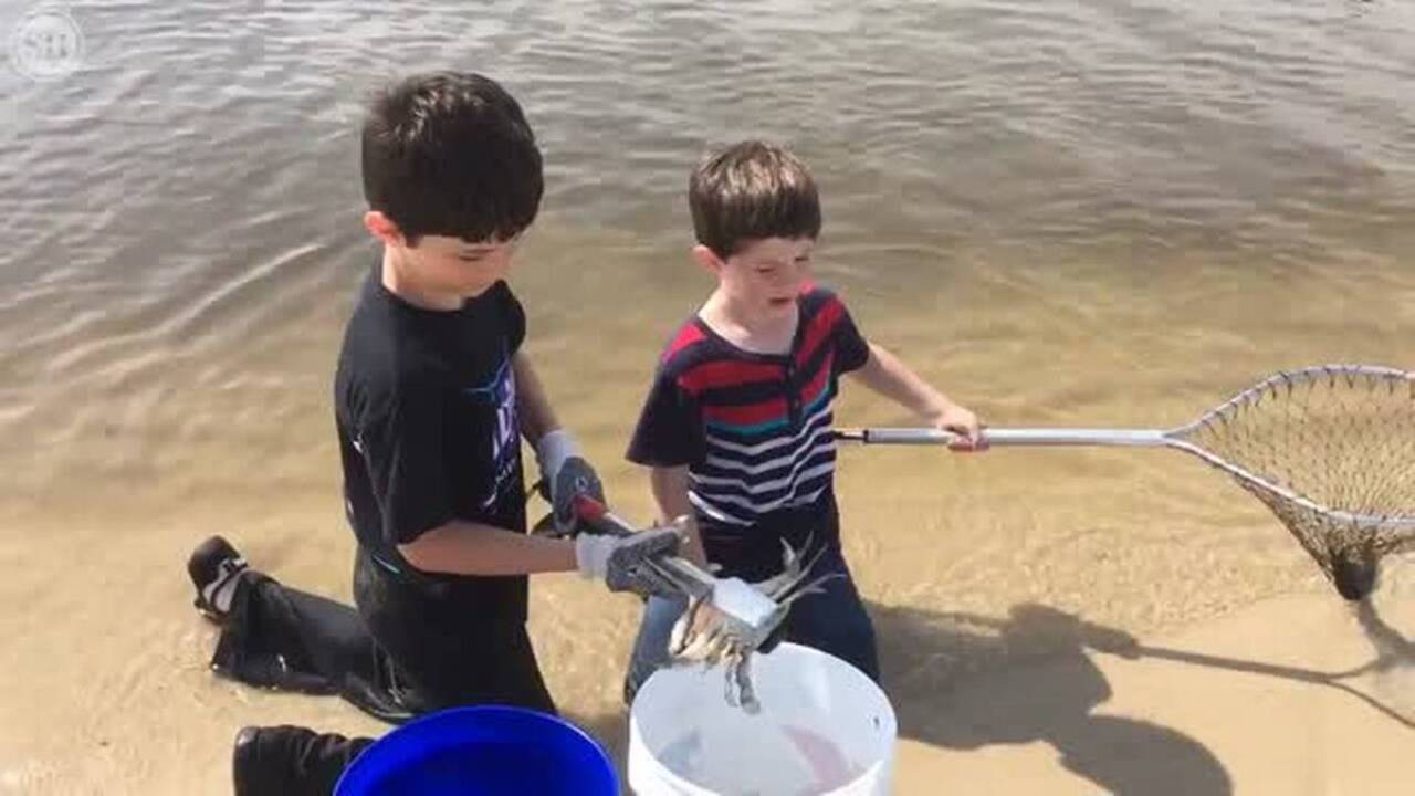 Crabs, fish come ashore in Gulfport