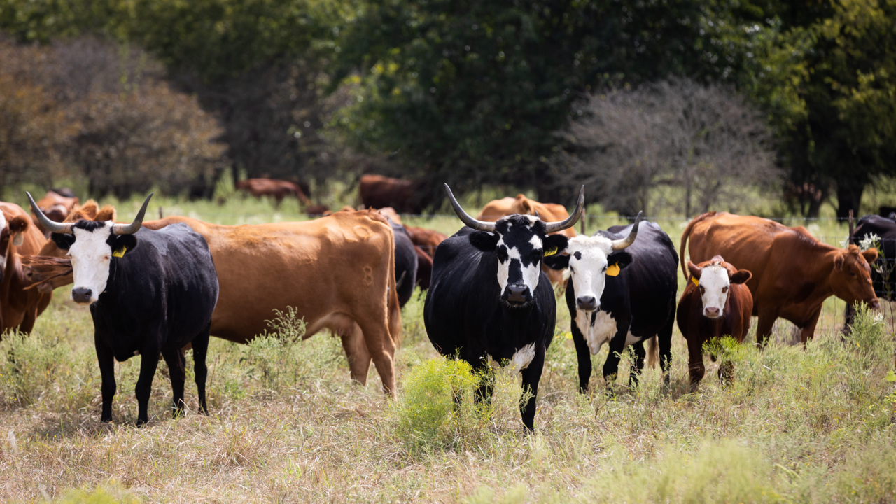 Learn about sustainable ranching at Dixon Water Foundation