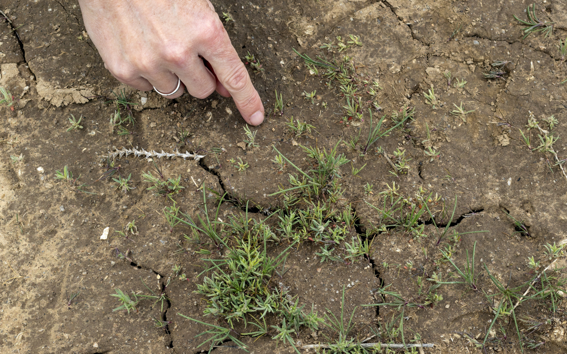 What is a fire break & how does it work?