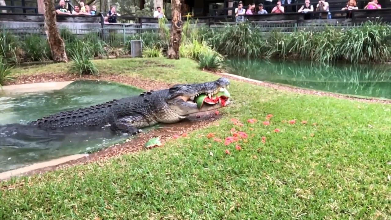 Cranky crocodile destroys watermelon with powerful jaw