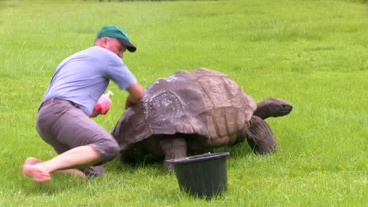 184-year-old tortoise finally gets a bath