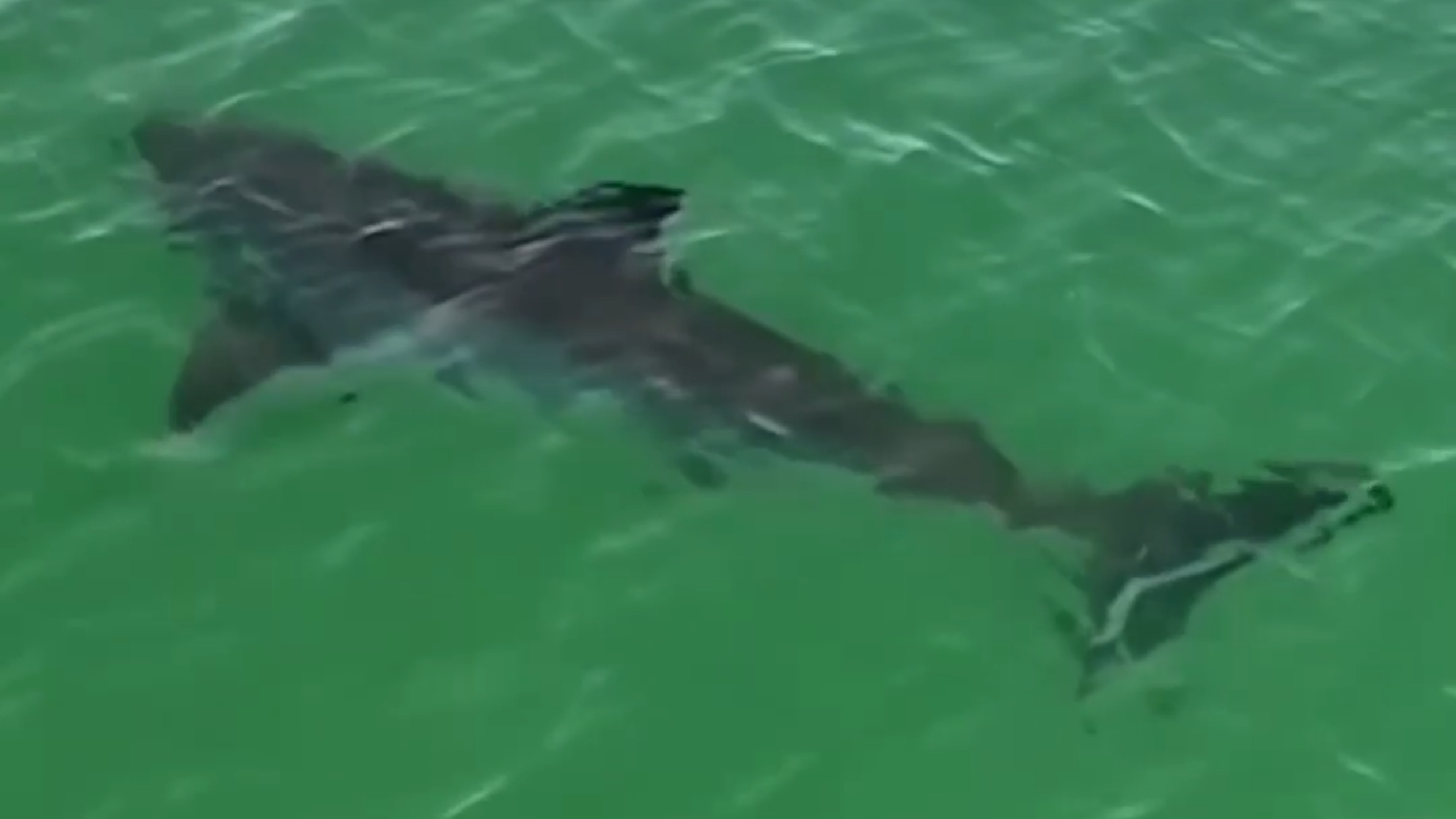 See sharks swim near Pismo Beach CA