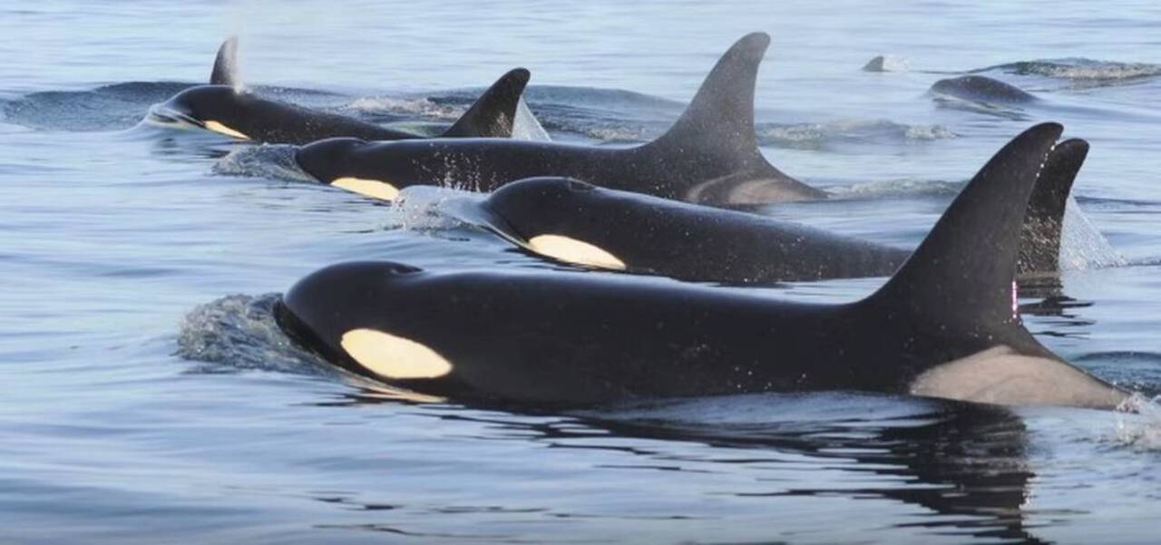 Endangered Puget Sound orca recovery depends on efforts to save salmon and the habitat