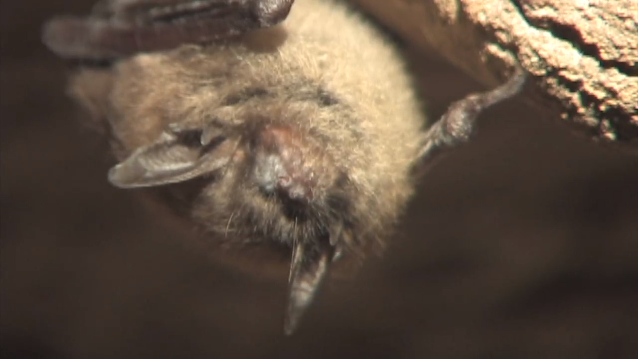 Deadly bat fungus found in California