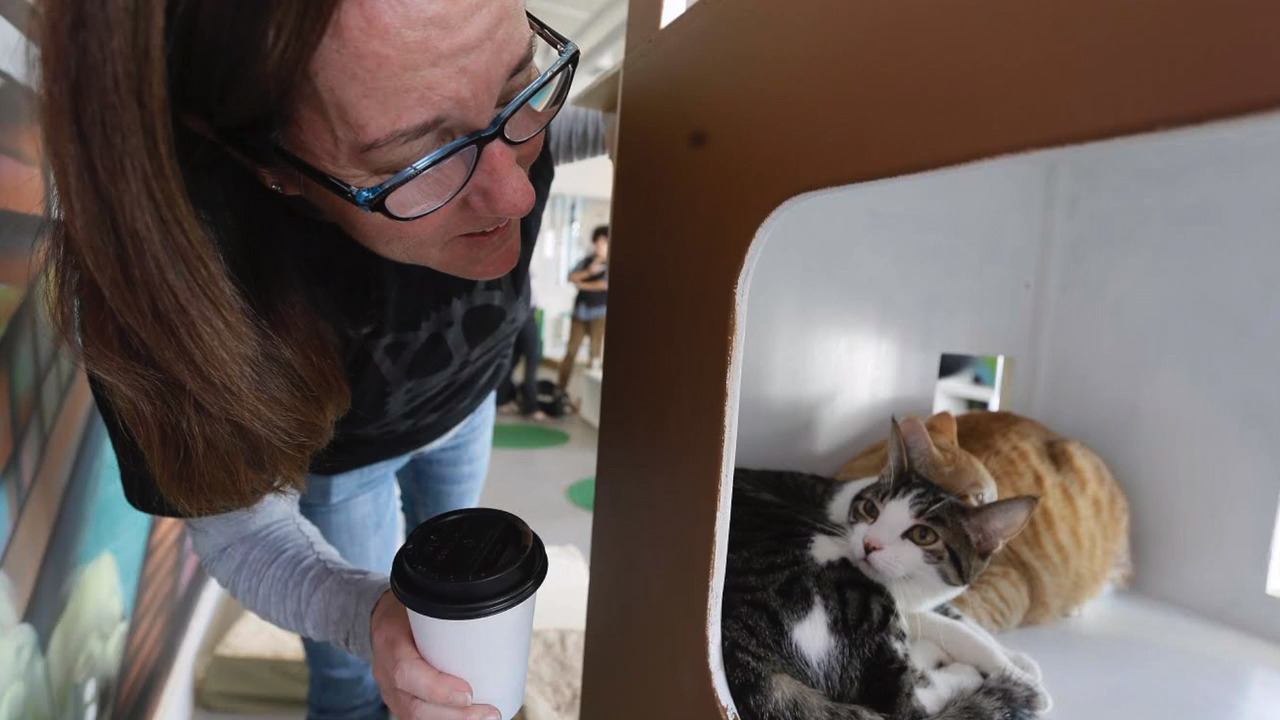 Could Fresno get a cat cafe? It’s paw-sible with this ‘Catppuccino’ event