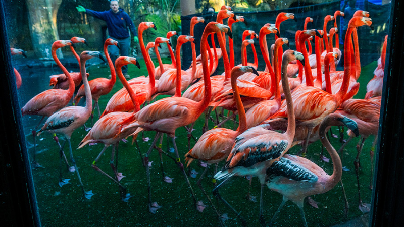 Watch the Sacramento Zoo’s annual flamingo roundup to check the flock’s health