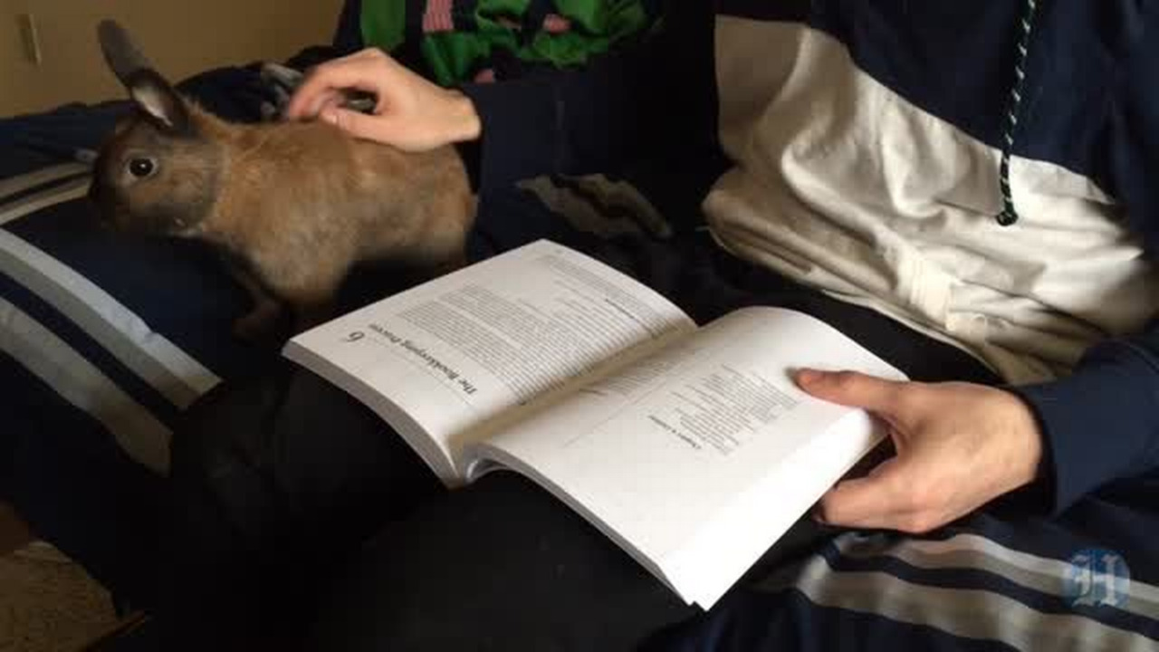Stressed-out student? Get a dog (or cat, rabbit)
