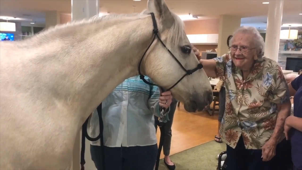 Horse greets residents at NC nursing home, videos show. ‘The place was abuzz all day’