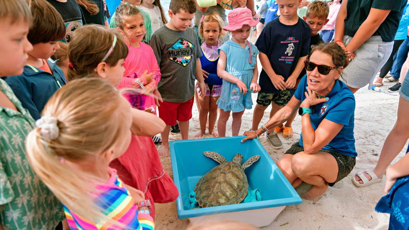 Nutella: The long-shot sea turtle who made it home on Earth Day