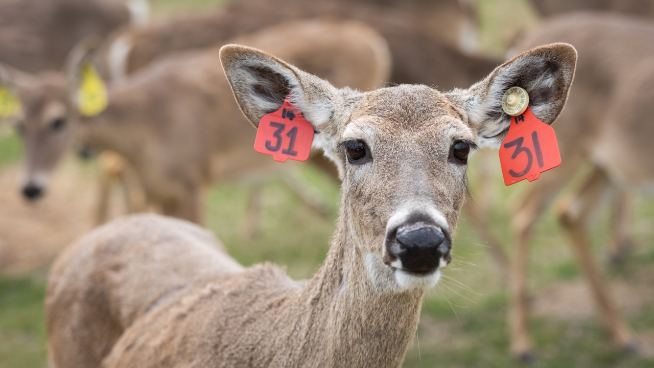 ‘The slaughter’: A Texas rancher fights the state over its plan to kill his 500 deer