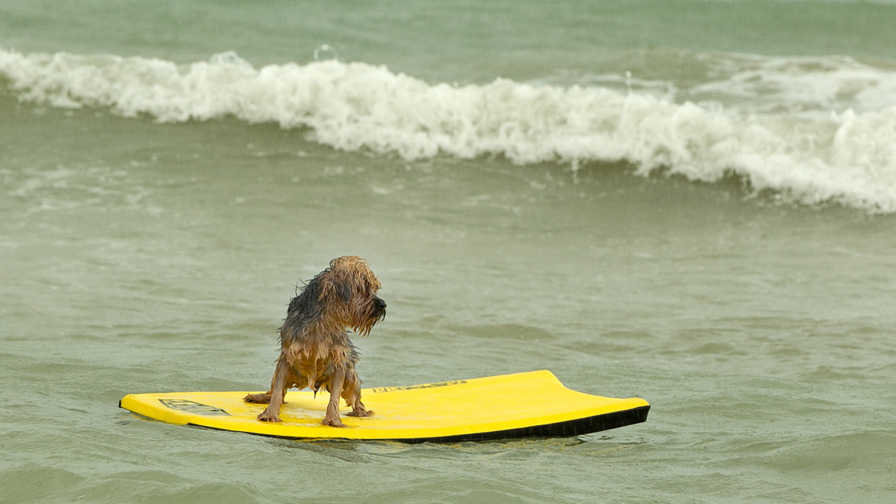 Noah, el perro surfista disfruta la playa después del paso del huracán Isaías