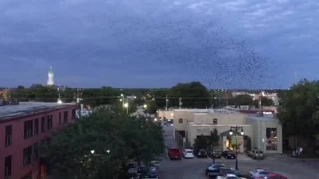 Purple martins arrive in Wichita