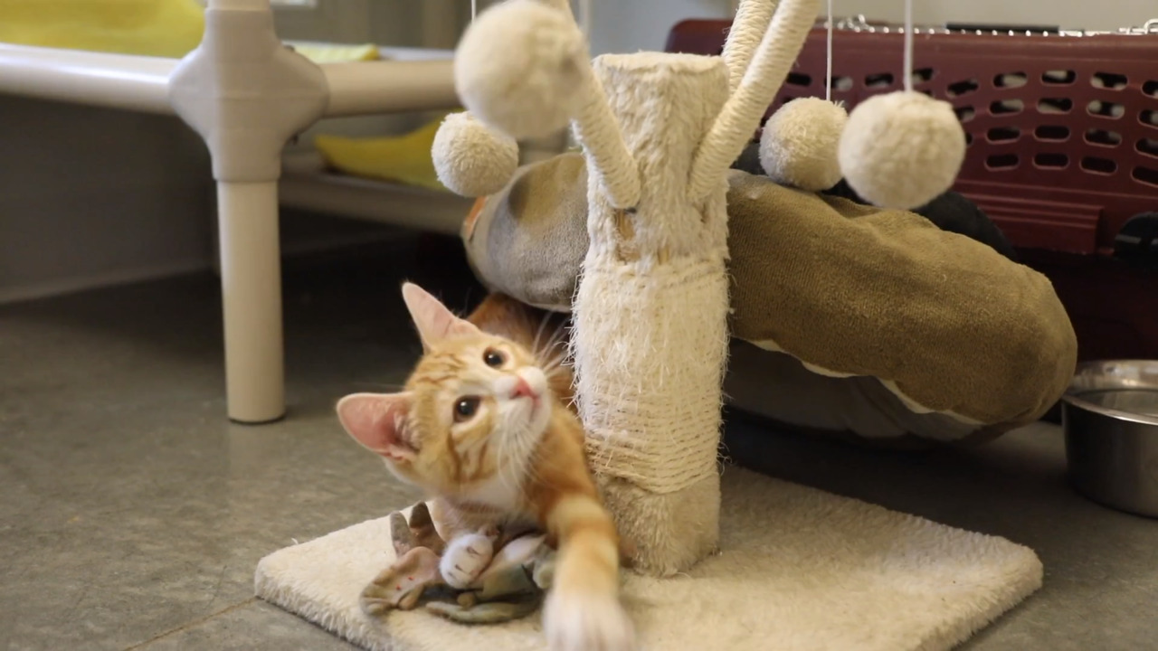 They’re all so cute: Adopting a cat that’s right for you