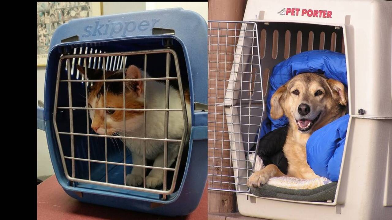 Six things to have for your pet’s evacuation kit