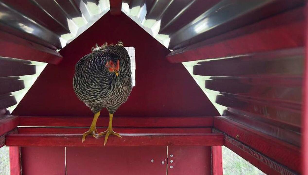 Want a chicken? A Zebulon family rents them out