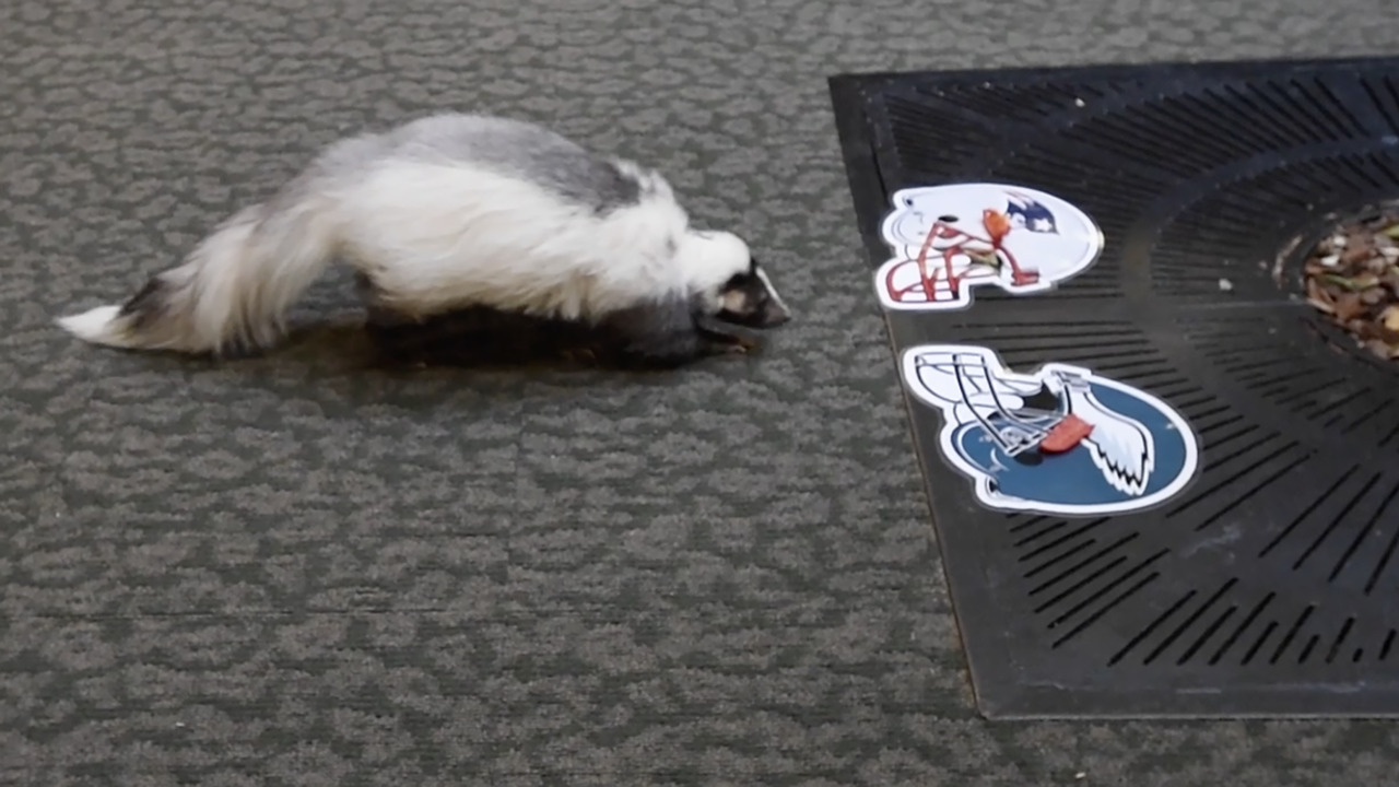 This skunk predicted the Super Bowl winner. We’ll know Sunday whether his pick stinks.
