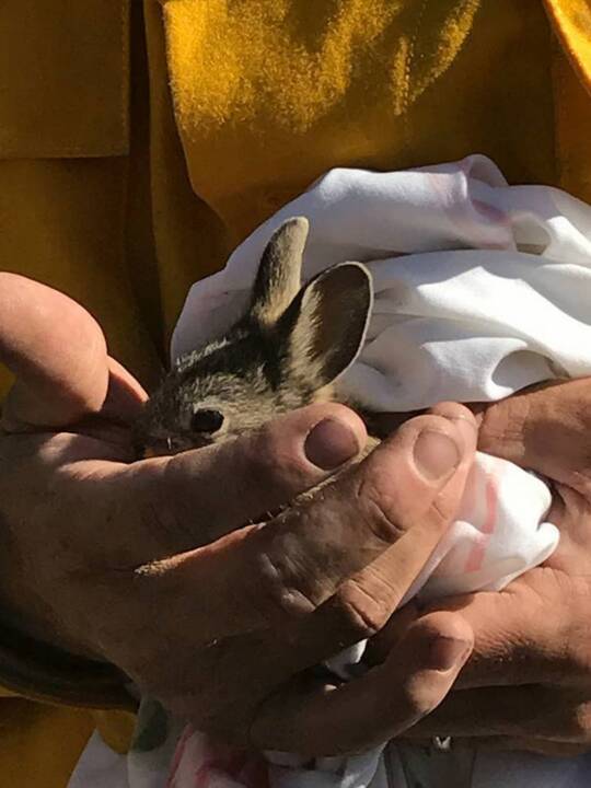 Watch the release of the world’s smallest rabbit in southeast Oregon