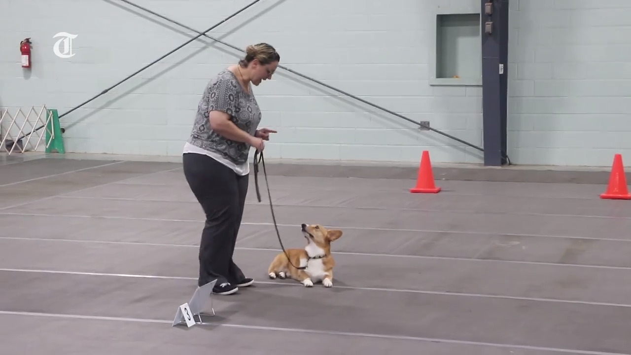 Dog show participant gives obedience tips