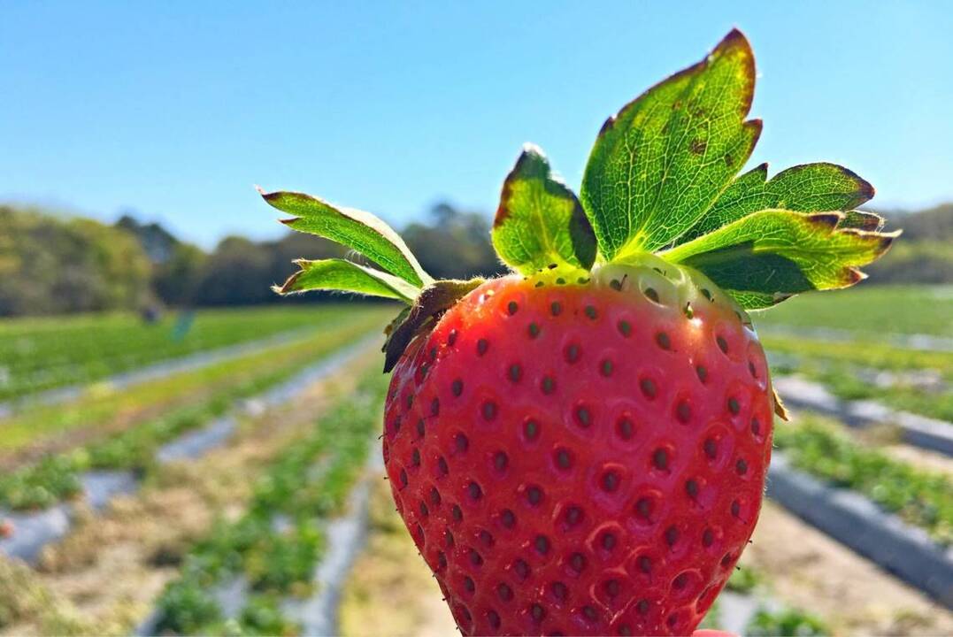 Early spring in the Lowcountry? Dempsey Farms opens for strawberry picking season