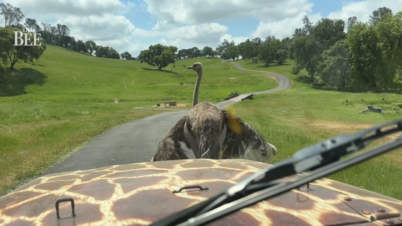 Discover $5.1M NorCal estate with zebras — and private safari feel