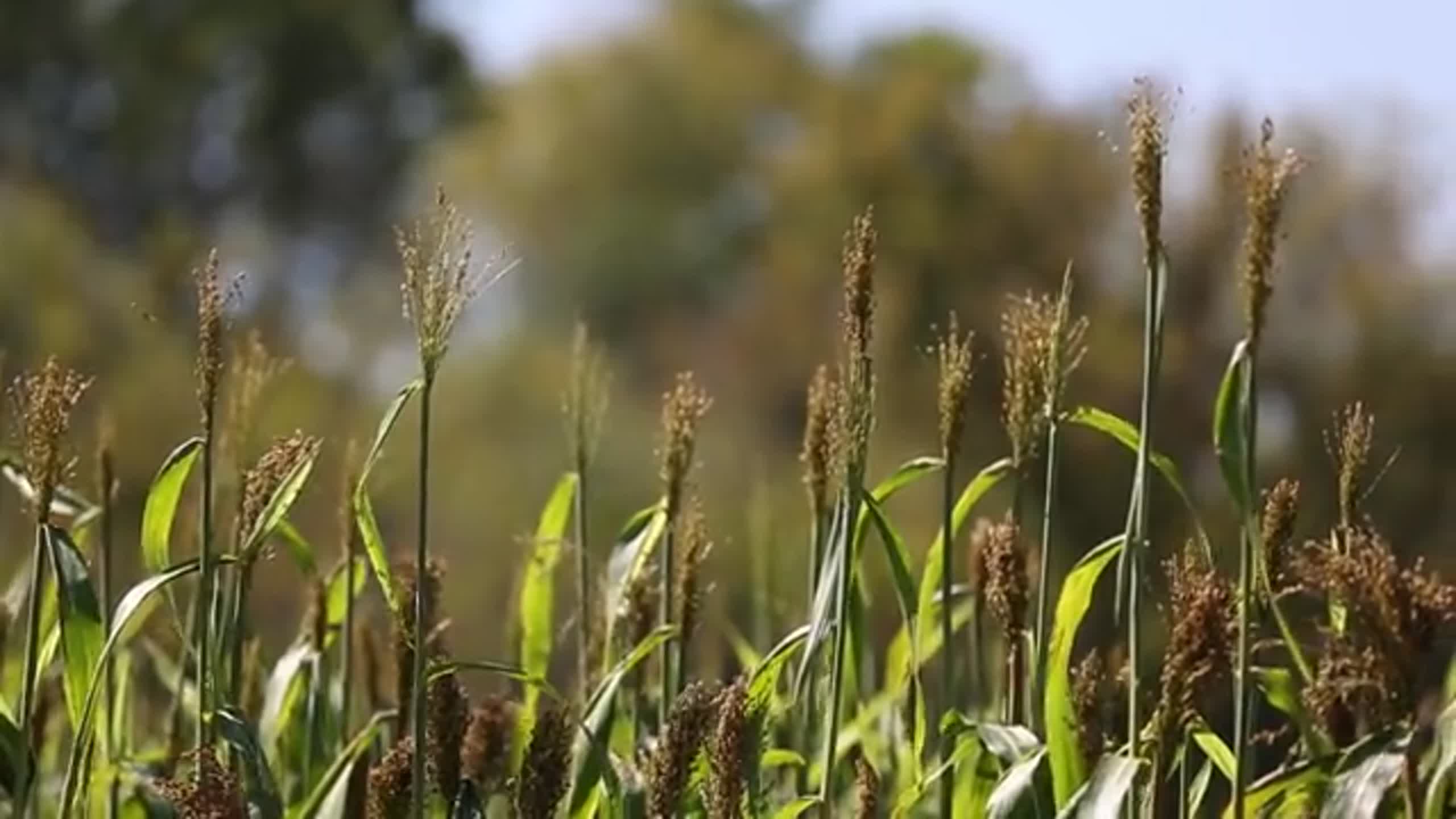 What is broomcorn and how is it used to make a broom?