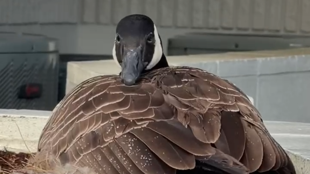 Community urges public to protect goose in Milton's Key Bank parking lot