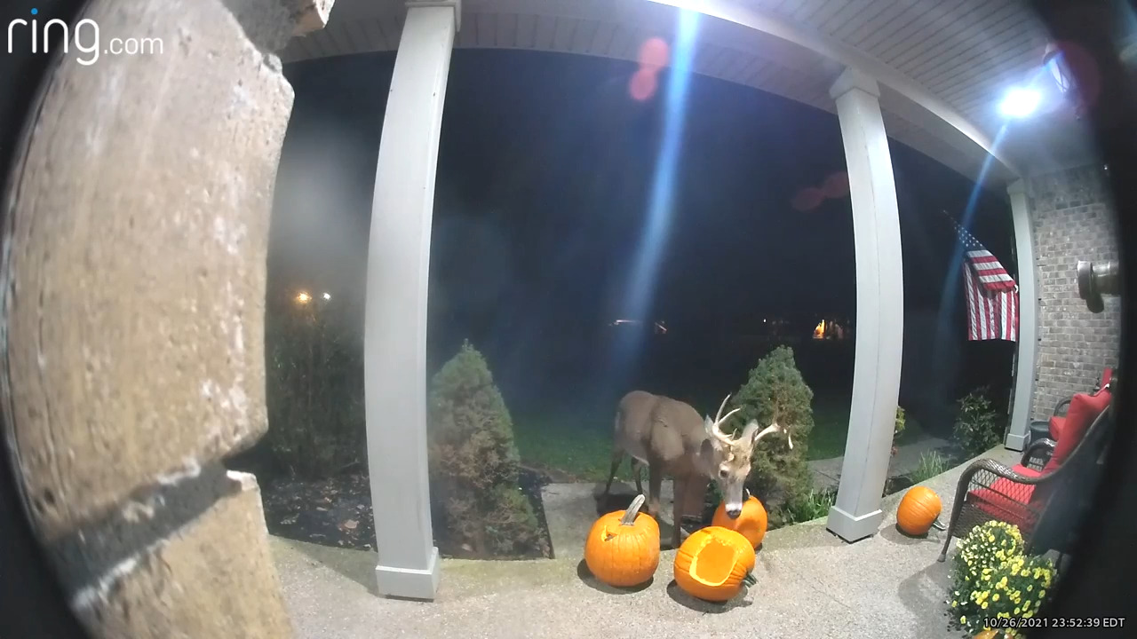 Is this a trick, or a treat? This deer snacks on pumpkins off a Georgetown front porch