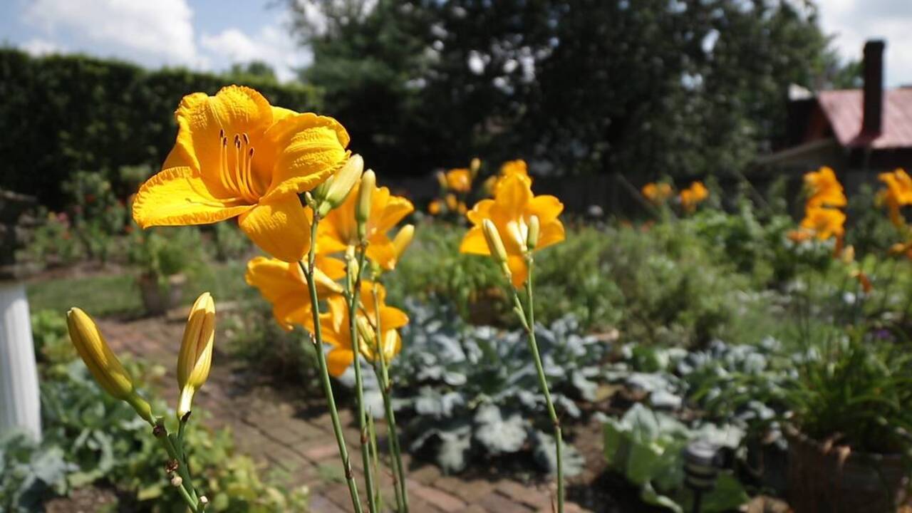 Realtor turns derelict properties, empty lots into downtown garden