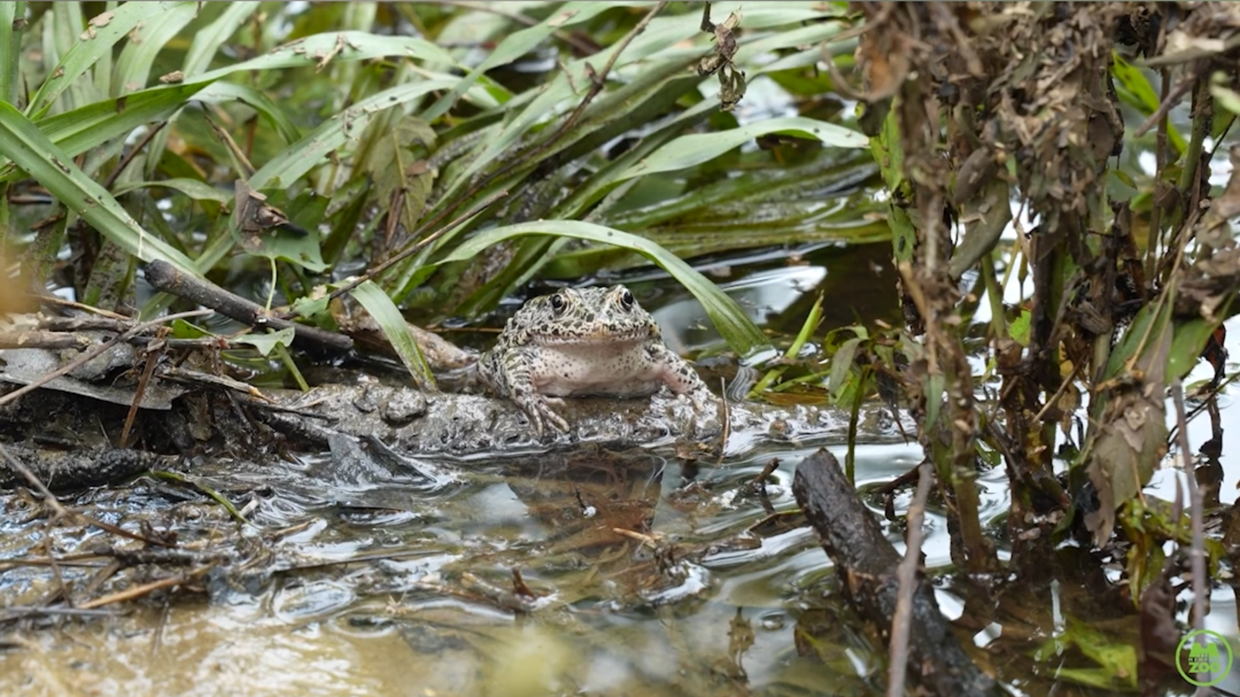Dusky gopher frog release