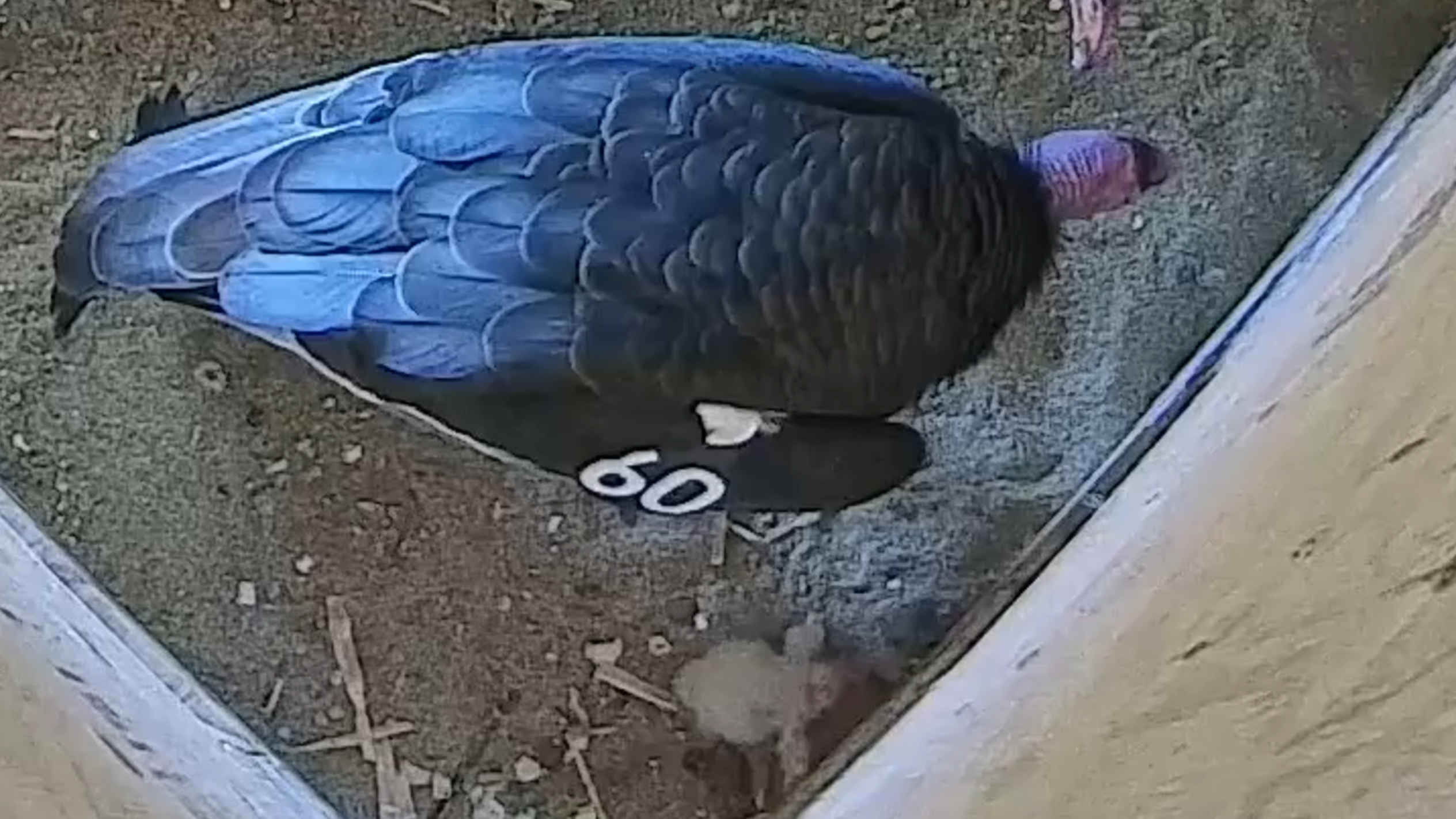 California condors raised at The Peregrine Fund in Boise