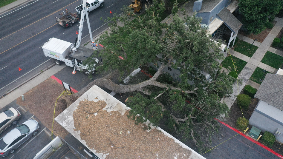 Is your neighbor’s tree dropping branches, leaves into your yard? These are California’s laws
