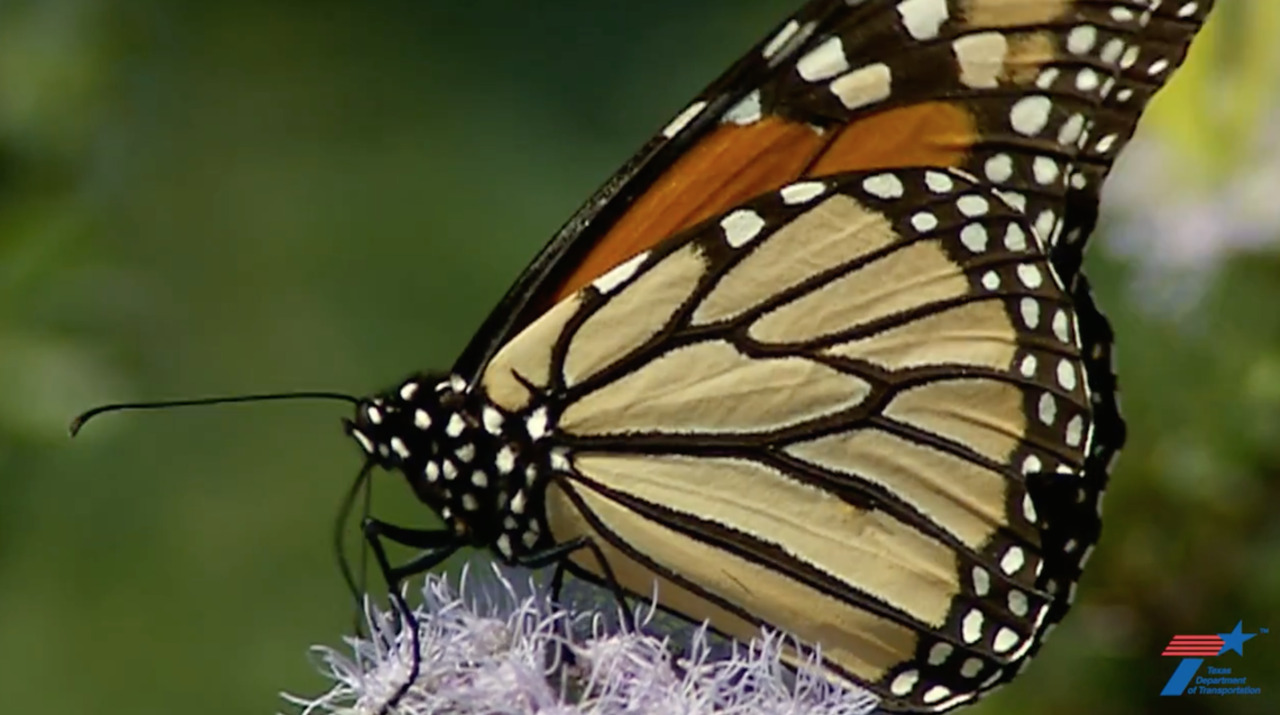 Here’s how butterflies got their name