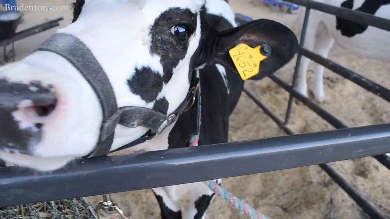 Manatee County Fair shows little concern for public health during a pandemic | Letter to the editor