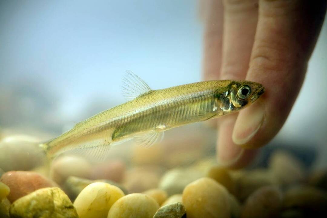 Will a plankton bloom help bring Delta smelt back from the brink?