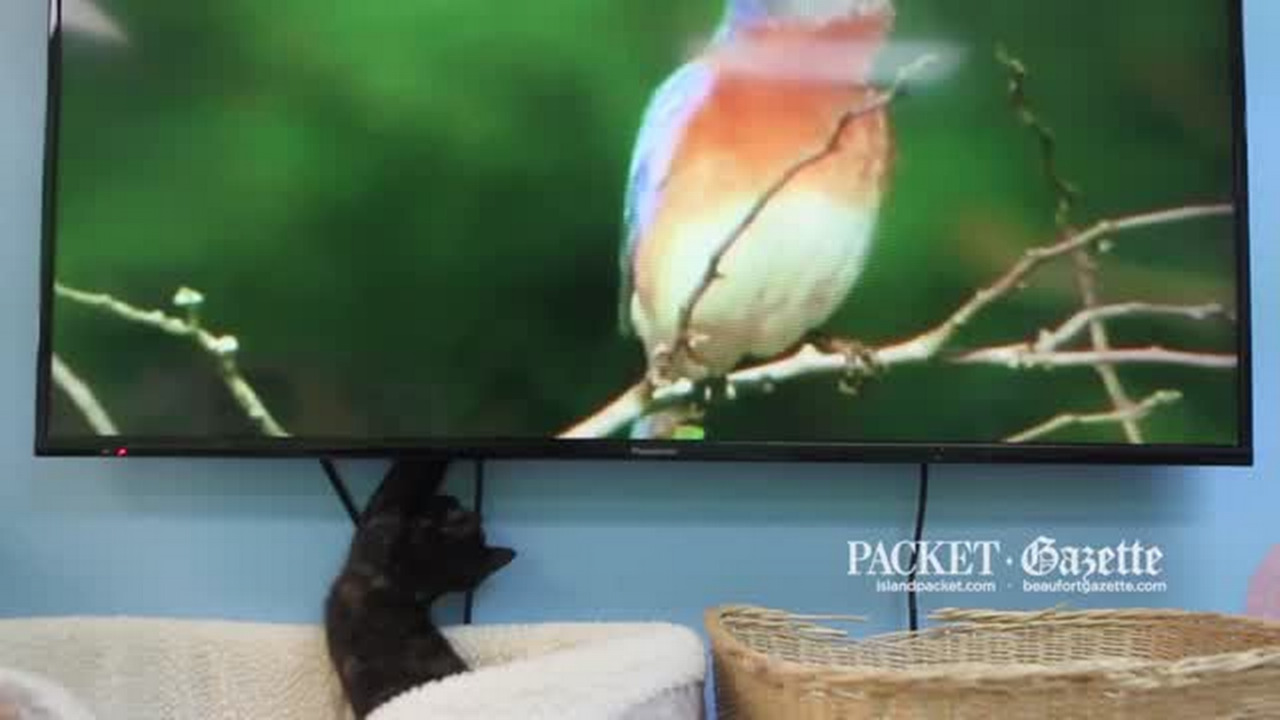 Beaufort photographer Sandy Dimke: “Make cats feel comfortable.”